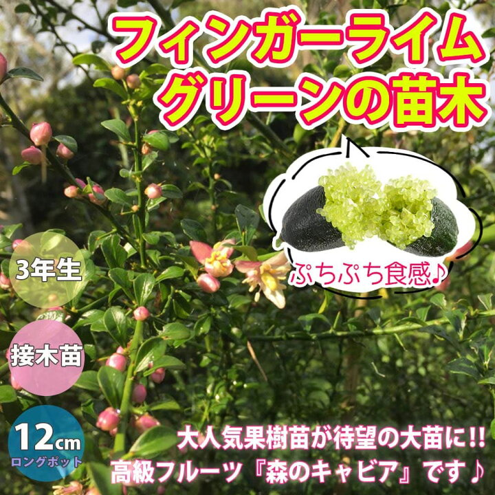 楽天市場 送料無料 フィンガーライム グリーン 果樹苗 3年生 接木苗 12cmロングポット 1個 大苗 苗木 接ぎ木 キャビアライム シトラス ブッシュ フルーツ 森のキャビア 希少 柑橘 果樹 庭木 シンボルツリー 植物販売のｉｔａｎｓｅ楽天市場店