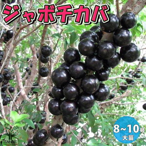 yzW{`Jo ʎc ʎ̕c 5N 8`10 c 1 Mщʎ W{`Joc ڂΕc tg lG gsJt[c uWAO[vc[ 