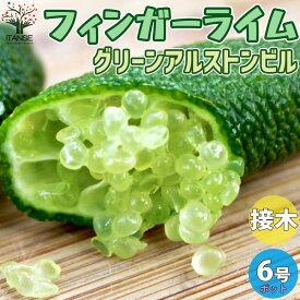 楽天市場 フィンガーライム 大苗の通販 楽天市場 フィンガーライム 大苗の通販