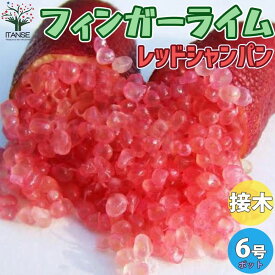 楽天市場 フィンガーライム 大苗の通販 楽天市場 フィンガーライム 大苗の通販