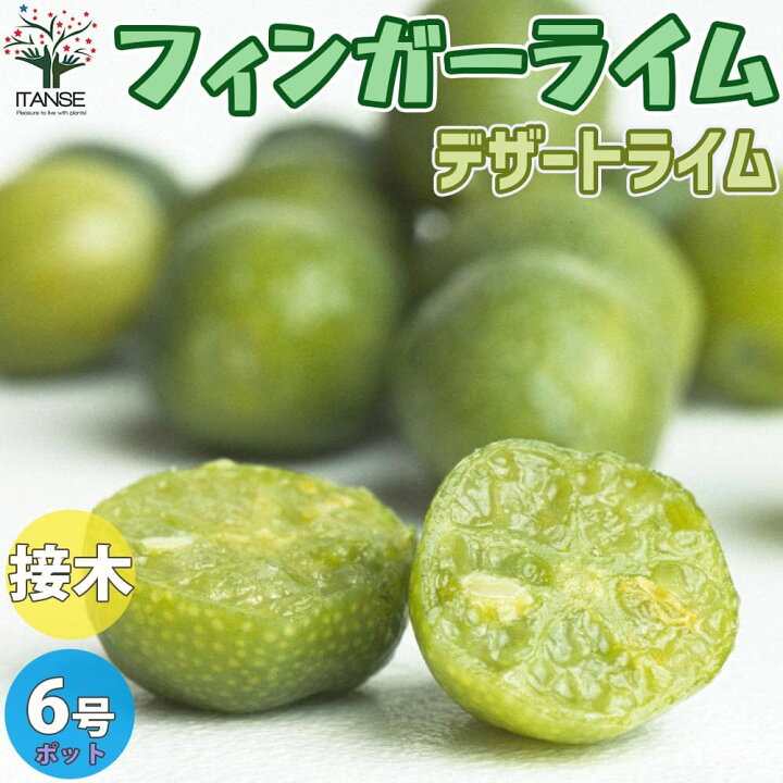 楽天市場 送料無料 デザートライム フィンガーライムの苗 果樹の苗木 18cmポット大苗 3年生 接木苗 1個売り フィンガーライム苗 フィンガーライムの苗 苗木 果樹苗 果樹 果物 栽培 ガーデニング 家庭菜園 希少品種 ボタニカルライフ 植物販売のitanse楽天 楽天市場 送料無料 デザートライム フィンガーライムの苗 果樹の苗木 18cmポット大苗 3年生 接木苗 1個売り フィンガーライム苗 フィンガーライムの苗 苗木 果樹苗 果樹 果物 栽培 ガーデニング 家庭菜園 希少品種 ボタニカルライフ 植物販売のitanse楽天