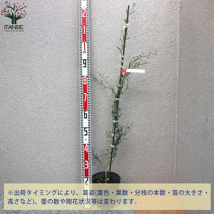 76 以上節約 フィンガーライムの苗木 ミアローズ 果樹の苗木 接木 4 5号ポット苗 1個売り 果樹 果物 栽培 趣味 園芸 ガーデニング 送料無料 Rmladv Com Br