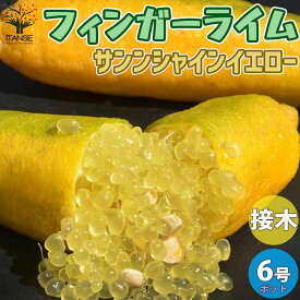 楽天市場 ライム 苗木の通販 楽天市場 ライム 苗木の通販