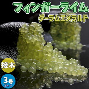 苗 フィンガーライムの人気商品 通販 価格比較 価格 Com