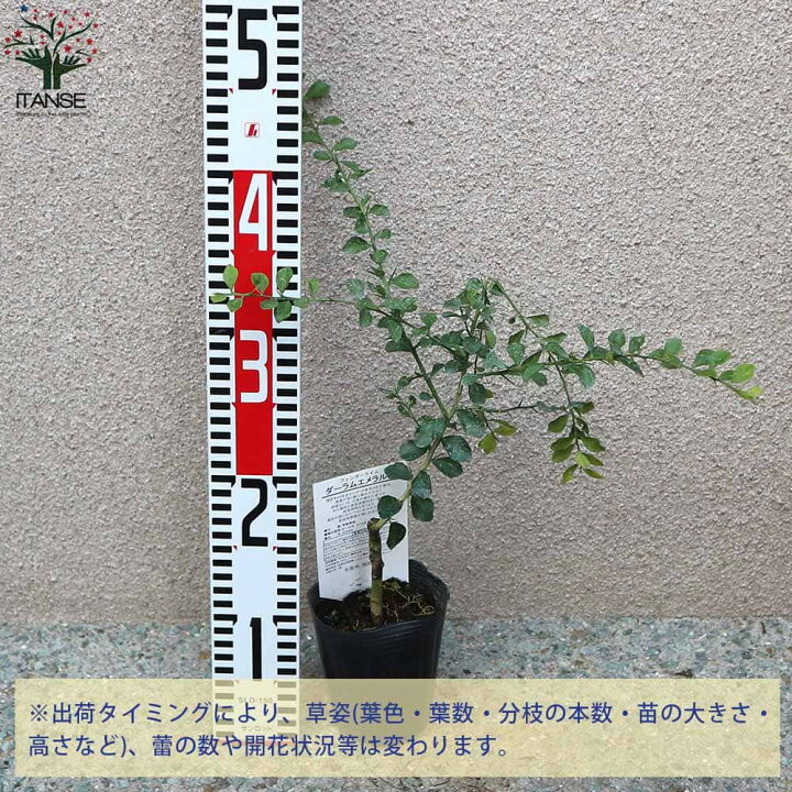 楽天市場】ITANSE ダーラムエメラルド フィンガーライムの苗 果樹の苗 