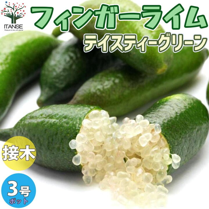 楽天市場 送料無料 テイスティグリーン フィンガーライムの苗 果樹の苗 9cmポット 1年生 接木苗 1個売り フィンガーライム苗 フィンガーライムの苗 苗木 果樹苗 果樹 果物 栽培 ガーデニング 家庭菜園 希少品種 ボタニカルライフ テイスティーグリーン 植物販売