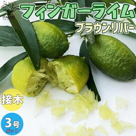 楽天市場 フィンガー ライム 苗の通販 楽天市場 フィンガー ライム 苗の通販