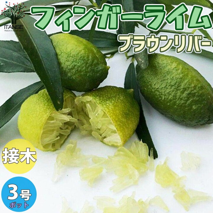 楽天市場 送料無料 ブラウンリバー フィンガーライムの苗 果樹の苗 9cmポット 1年生 接木苗 1個売り フィンガーライム苗 フィンガーライムの苗 苗木 果樹苗 果樹 果物 栽培 ガーデニング 家庭菜園 希少品種 ボタニカルライフ 植物販売のｉｔａｎｓｅ楽天市場店