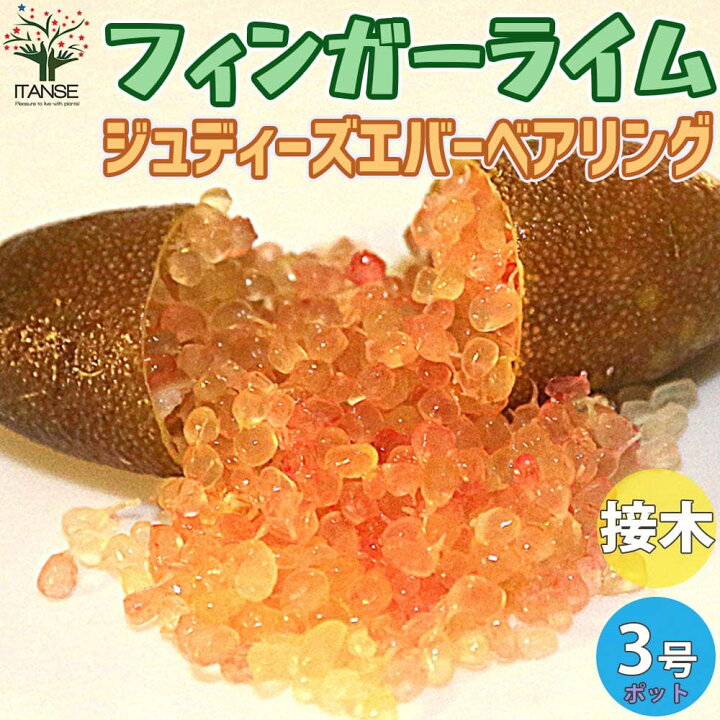 楽天市場】【マラソンP☆5倍】ジュディーズエバーベアリング 