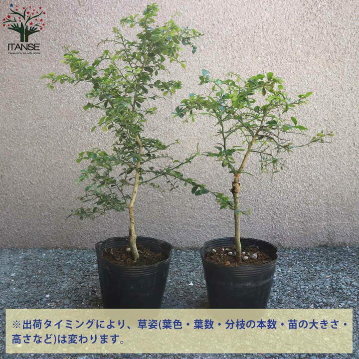 楽天市場 送料無料 ミアローズ フィンガーライムの苗木 果樹の苗木 4 5号ポット苗 2年生 接木 1個売り フィンガーライム苗 フィンガーライムの苗 苗木 果樹苗 果樹 果物 栽培 ガーデニング 家庭菜園 希少品種 植物販売のｉｔａｎｓｅ楽天市場店