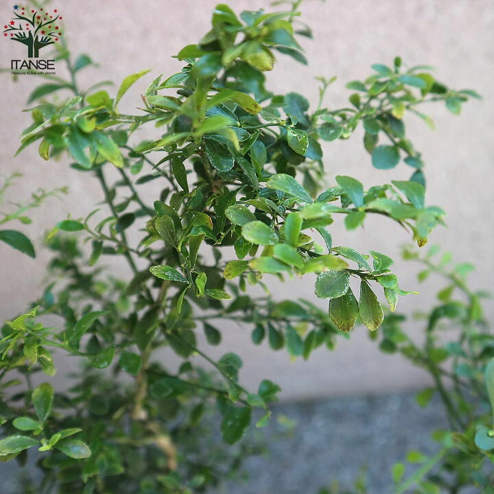 楽天市場 送料無料 ミアローズ フィンガーライムの苗木 果樹の苗木 4 5号ポット苗 2年生 接木 1個売り フィンガーライム苗 フィンガーライムの苗 苗木 果樹苗 果樹 果物 栽培 ガーデニング 家庭菜園 希少品種 植物販売のｉｔａｎｓｅ楽天市場店