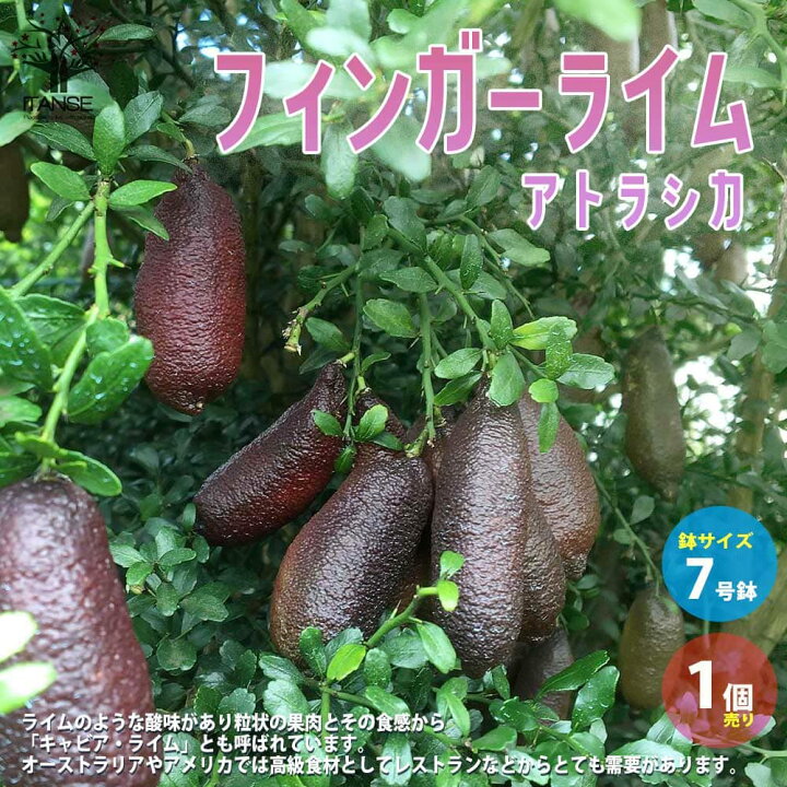 楽天市場】【送料無料】フィンガーライム アトラシカ 果樹の苗木 7号 
