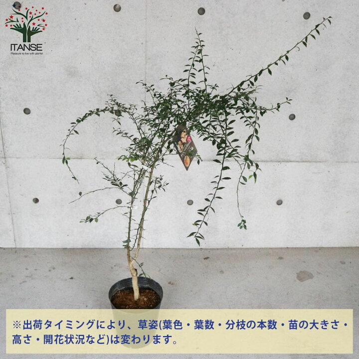 楽天市場】【マラソン☆5％OFF】フィンガーライム アトラシカ 果樹の 