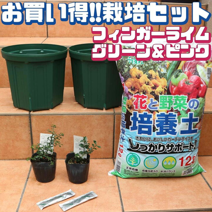 楽天市場 送料無料 人気のフィンガーライム9cm グリーン ピンク各1個と資材のお買い得セット 果樹苗 2年生 挿し木苗 9cmポット 資材セット 即出荷 資材内容 スリット鉢8号2個 培養土12l1個 スティック肥料2本 栽培セット 栽培キット セット販売 植物販売