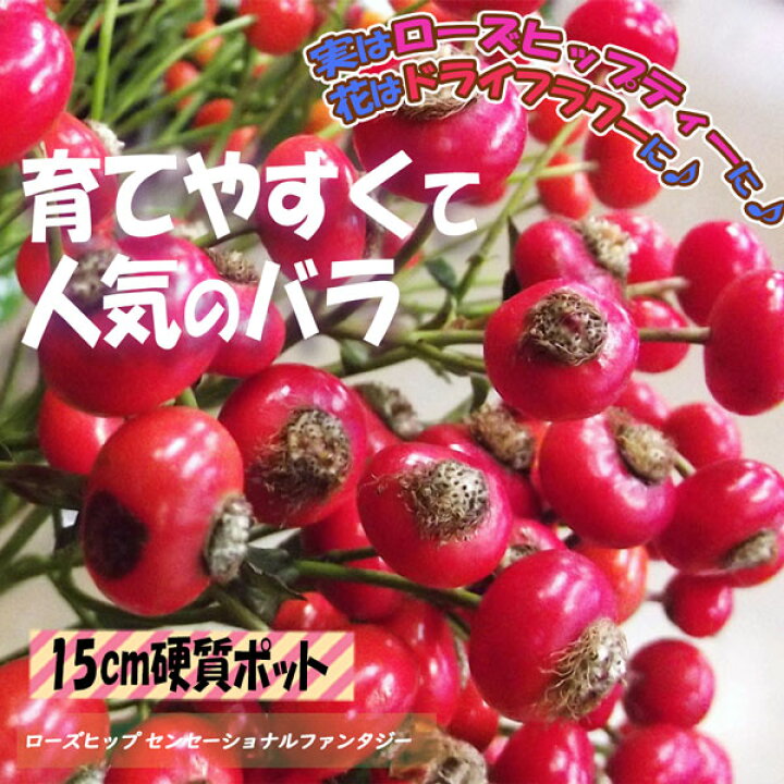楽天市場 送料無料 ローズヒップ センセーショナルファンタジー 実取り用品種 薔薇苗15cm硬質ポット 1個 植物販売のｉｔａｎｓｅ楽天市場店