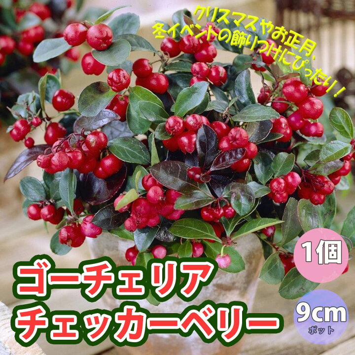 楽天市場 送料無料 ゴーチェリア チェッカーベリー 花木苗 9cmポット 1個 花苗 栽培 ギフト プレゼント 贈り物 趣味 園芸 花木 植木 姫柑子 ヒメコウジ オオミコウジ ゴールテリア 植物販売のｉｔａｎｓｅ楽天市場店