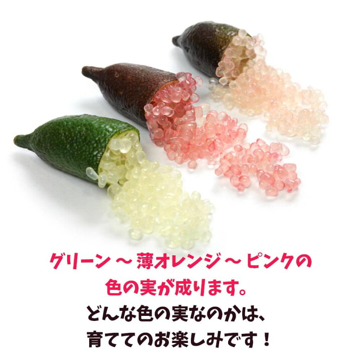 楽天市場】【送料無料】訳あり！フィンガーライムの苗木※実色不明 
