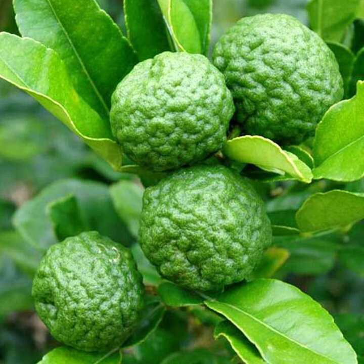 楽天市場 送料無料 コブミカン 果樹苗 9cmポット 2個セット 挿し木苗または実生苗 出荷タイミングにより挿し木苗か実生苗になります ご指定はできません スワンギ プルット カフィアライム バイマックルー タイ料理 アジアンハーブ 植物販売のｉｔａｎｓｅ楽天市場店