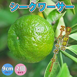 y}\ԁPAbvzV[N[T[ ʎc 9cm|bg}ؕc 2Zbg c EG  x_ c k _ ~J _ _ In V{c[  ƌ q