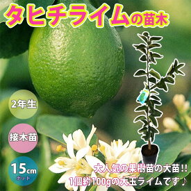 楽天市場 ライムの木の通販