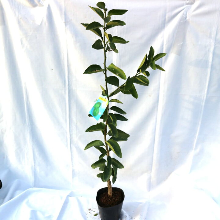 楽天市場 送料無料 大実タヒチライム 果樹苗 2年生 接木苗 15cmポット 1本 ライム苗 ベランダ 苗木 柑橘 檸檬 れもん レモン ミカン 農園 農場 露地 シンボルツリー 耐寒性 自家結実性 植物販売のｉｔａｎｓｅ楽天市場店