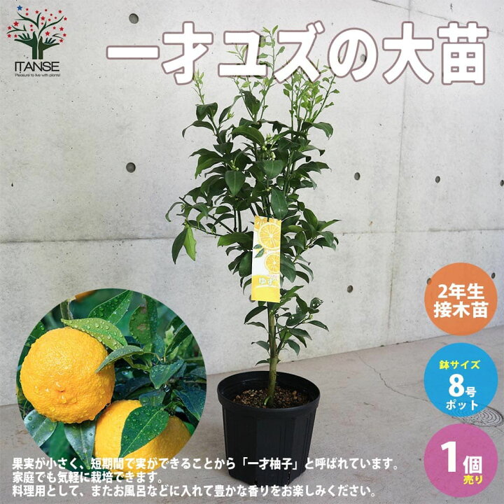 楽天市場 送料無料 一才ユズの苗木 果樹の苗木 2年生 接木苗 8号スリット鉢 1個売り 花ゆずゆずの苗 柚子苗 柑橘苗 栽培 ガーデニング 植物販売のｉｔａｎｓｅ楽天市場店