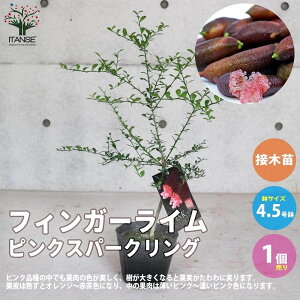 苗 フィンガーライムの人気商品 通販 価格比較 価格 Com 苗 フィンガーライムの人気商品 通販 価格比較 価格 Com