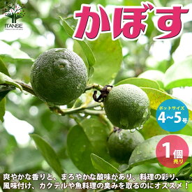 【送料無料】カボスの苗 カボス【果樹の苗木 4～5号／1個売り】カボス苗 カボスの苗 カボスの苗木 香母酢 臭橙 カブス カブチ カボスの木 Citrus sphaerocarpa スダチ 酢橘 香酸柑橘 レモン ガーデニング 鉢植え