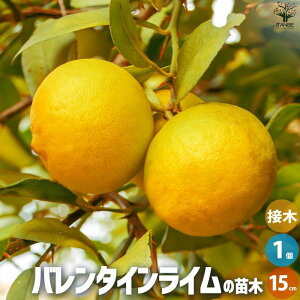 ySSԑSi10OFFzC̕c o^CC ʎ̕c 1Nږؕc15cm|bg 1 ʎ̕c ʎ̕c ʎ̖ k k̕c  [