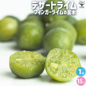 ySSԑSi10OFFzfU[gC ʎ̕c ږؕc15cm|bg 1 ʎ̕c ʎ̕c ʎ̖ k k̕c  [