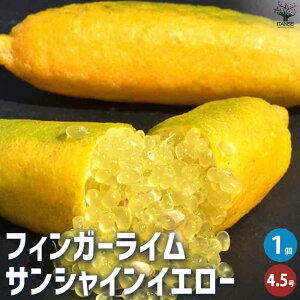 【送料無料】フィンガーライム サンシャインイエロー 果樹の苗木 4.5号ポット キャビアライム キャビア ライム 果樹苗 果樹 果物 くだもの 送料無料 即納