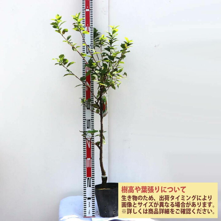 楽天市場 送料無料 ユスラウメの苗木 赤実 果樹苗 2年生 接木苗15cmポット 1個 ユスラウメ苗 ユスラウメの苗 ユスラ梅苗 ゆすら梅の苗木 農園 庭植え 趣味 園芸 収穫 花木 植木 庭木 鉢植え 記念樹 路地植え 収穫 植育 販売店 通販 梅桃 梅桜 桜桃 植物販売の