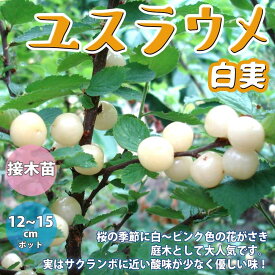 楽天市場 山桜桃梅の通販