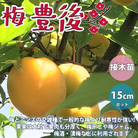 楽天市場 梅 苗木 販売の通販