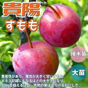 【マラソン期間★ポイント5倍】スモモの苗木 貴陽 果樹苗 1〜2年生 接木苗4〜5号ポット スモモ苗 スモモの苗 すもも苗 すももの苗木 プラムの苗 プラム苗 プルーン 李の苗 李苗 農園 庭植え