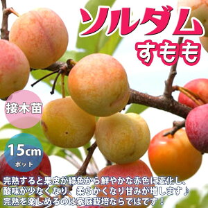 プラム 種 苗の人気商品 通販 価格比較 価格 Com