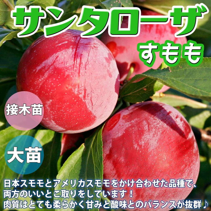 楽天市場 送料無料 スモモの苗木 サンタローザ 果樹苗 2年生 接木苗12 15cmポット 1個 スモモ苗 スモモの苗 すもも苗 すももの苗木 プラムの苗 プラム苗 プルーン 李の苗 李苗 農園 庭植え 趣味 園芸 収穫 花木 植木 庭木 鉢植え 記念樹 路地植え 販売店 植物 楽天市場 送料無料 スモモの苗木 サンタローザ 果樹苗 2年生 接木苗12 15cmポット 1個 スモモ苗 スモモの苗 すもも苗 すももの苗木 プラムの苗 プラム苗 プルーン 李の苗 李苗 農園 庭植え 趣味 園芸 収穫 花木 植木 庭木 鉢植え 記念樹 路地植え 販売店 植物