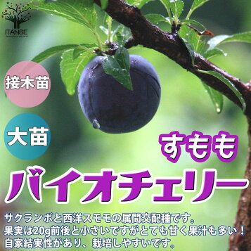 楽天市場】【2026年発送】【予約販売 送料無料】サツマイモ苗 紅はるか 