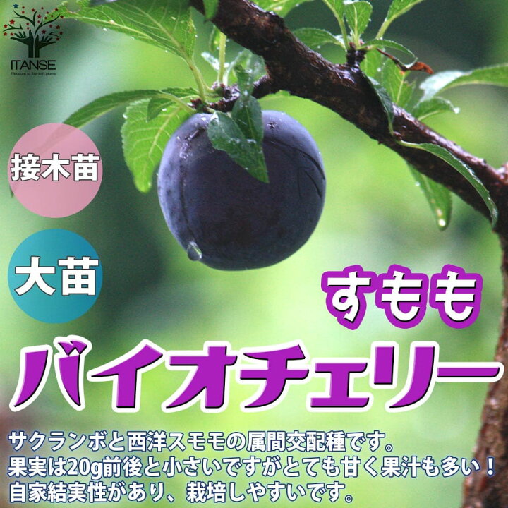 爆売り ビッグパープル １年生接木苗 プルーン 通常発送 果樹苗木 西洋李