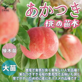 【送料無料】桃の苗木 あかつき【果樹苗 1～2年生 接木苗4～5号ポット/1個】モモ苗 モモの苗 もも苗 ももの苗木 桃の苗 桃苗 李の苗 農園 庭植え 趣味 園芸 収穫 花木 植木 庭木 鉢植え シンボルツリー 記念樹 路地植え 収穫