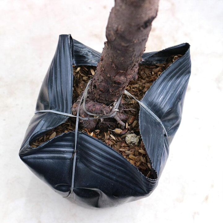 2640円 送料無料キャンペーン 桃苗 蟠桃 2年生 接木苗 15cmポット 一重咲き