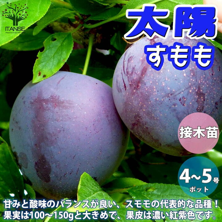 市場 果樹の苗 プラム スモモ 2種受粉樹セット メスレーと大石早生 園芸
