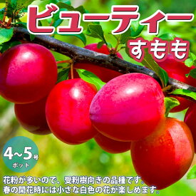 楽天市場 スモモ ビューティ 苗の通販