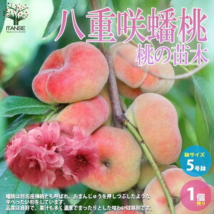 �y���������z���̕c�� ���d�� 崓� �ʎ��̕c�� 1�ږؕc5�� 1���� �����c �����̕c �����c �����̕c�� ���̕c ���c ���̕c �K�[�f�j���O �ƒ�؉� �������� ���[