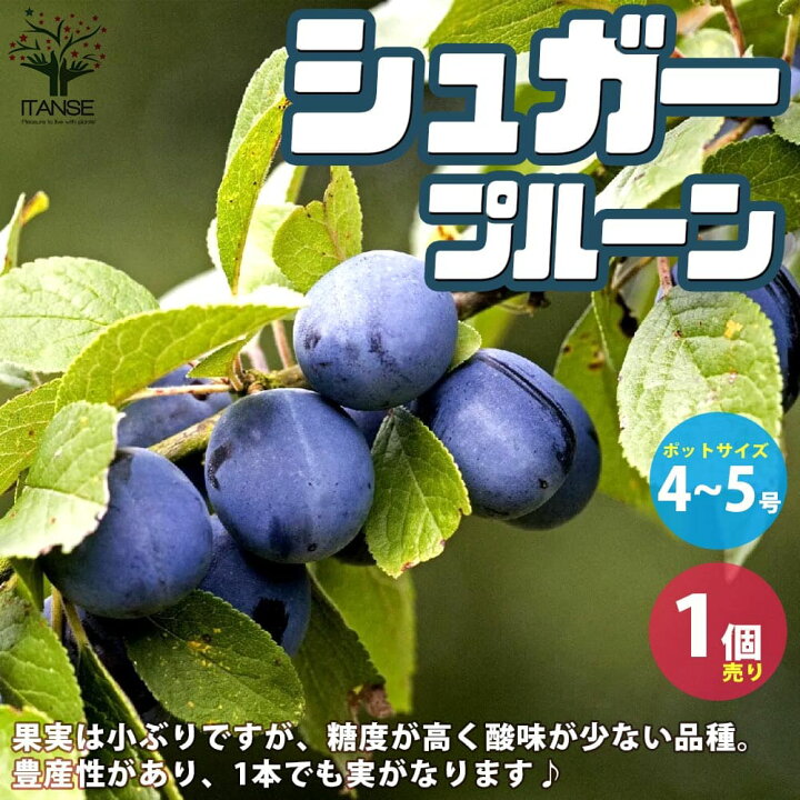 楽天市場】ITANSE プルーンの苗 品種：シュガープルーン 果樹の苗木 4 