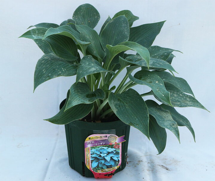 楽天市場 送料無料 ホスタ ハルシオン 2年生苗 6号鉢1鉢 ギボウシ 宿根草 グランドカバー プランツ 下草 寄せ植え 植木 庭木 花苗 草花 イングリッシュガーデン 洋風庭園 庭木 耐寒性 ポット苗 植物販売のｉｔａｎｓｅ楽天市場店