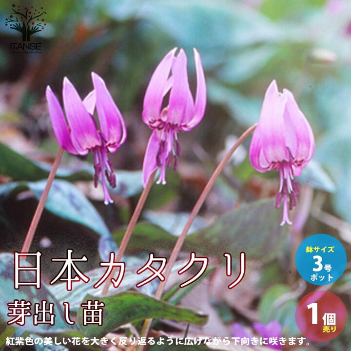 楽天市場 送料無料 日本カタクリ 芽出し苗 花苗 3号ポット 1個売り 片栗 堅香子 カタカゴ 春植物 お花 耐寒性球根 園芸品種 寄植え 植物販売のｉｔａｎｓｅ楽天市場店