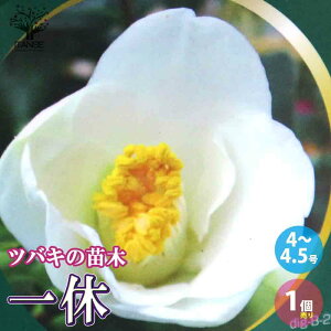 yzֈx ( イ )  4`4.5 1 coL ΂ coL̕c ւ̕c K[fjO  [