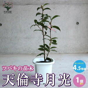 yz֓Vώ ( Ă񂶂 )  4.5 1 coL ΂ coL̕c ւ̕c K[fjO  [