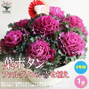 yzt{^t@_mG ԕc 8{[ }t񂹐A sbNt 1 n{^̕c tO t{^ t{^̕c Y  K[fjO  [